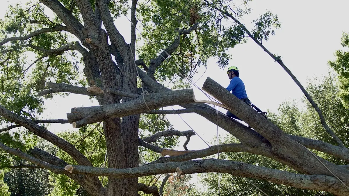 Professional Hazardous Tree Removal performed by certified arborists in Leckrone