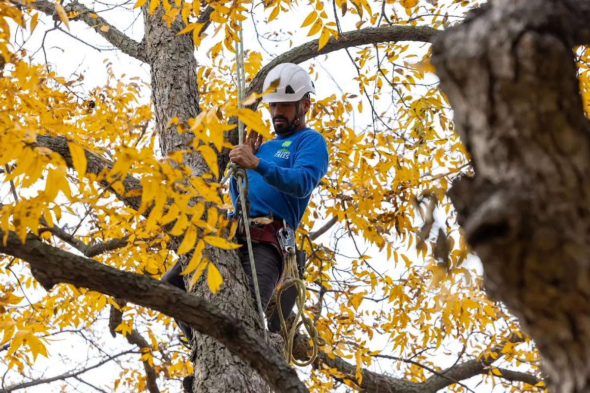 Skilled Tree Trimming crew working in Leckrone