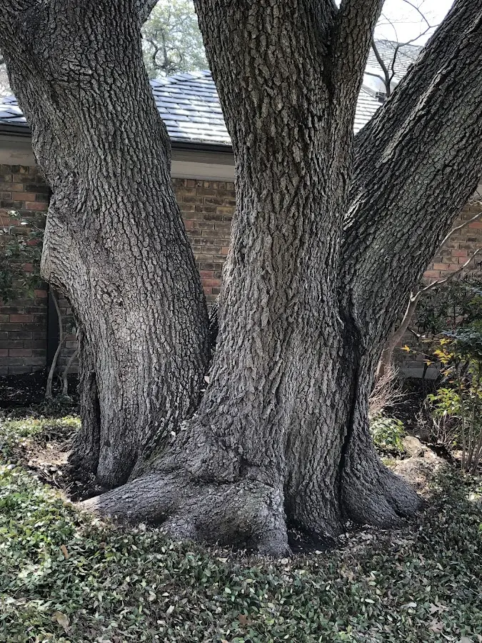 Mature heritage tree close to a Leckrone property cared for by certified arborists